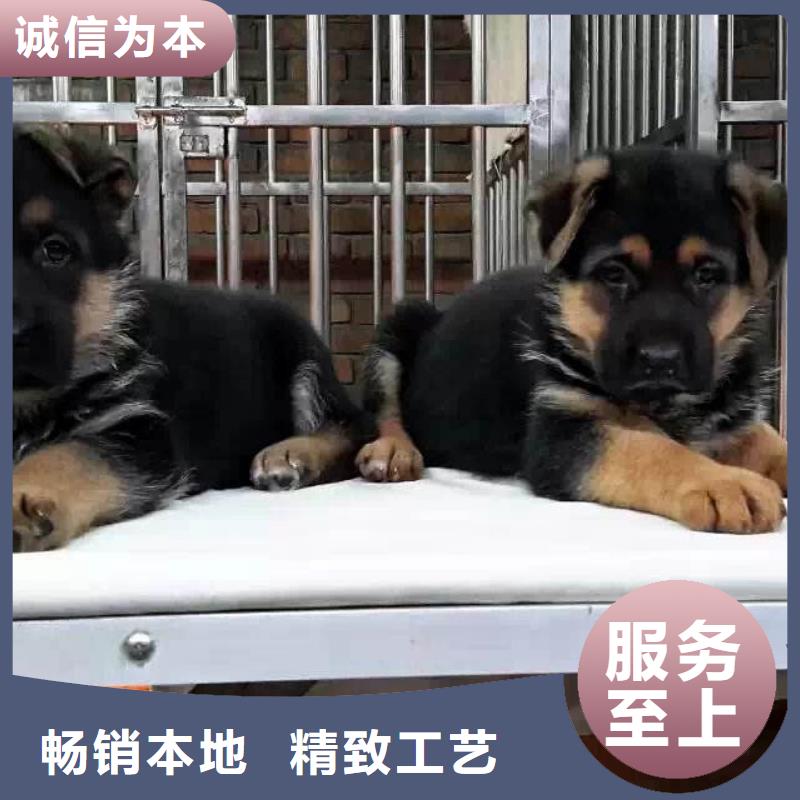 德国牧羊犬-比特犬产地货源