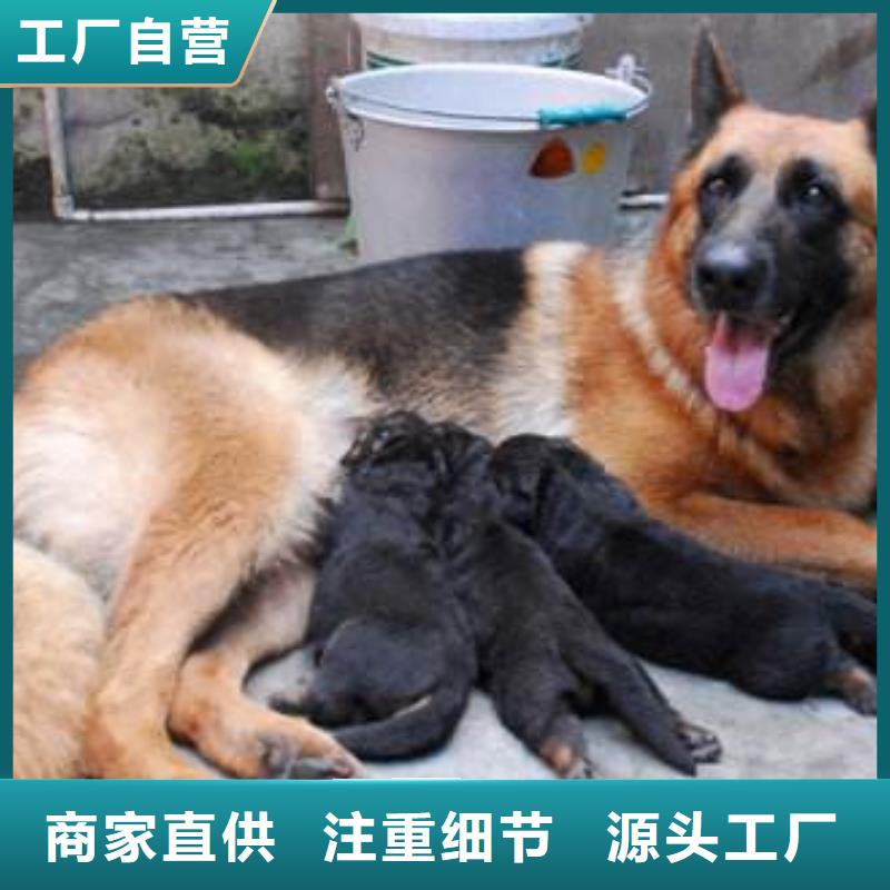 德国牧羊犬-比特犬产地货源