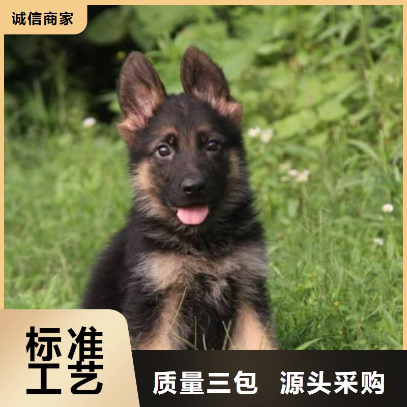德国牧羊犬-比特犬产地货源