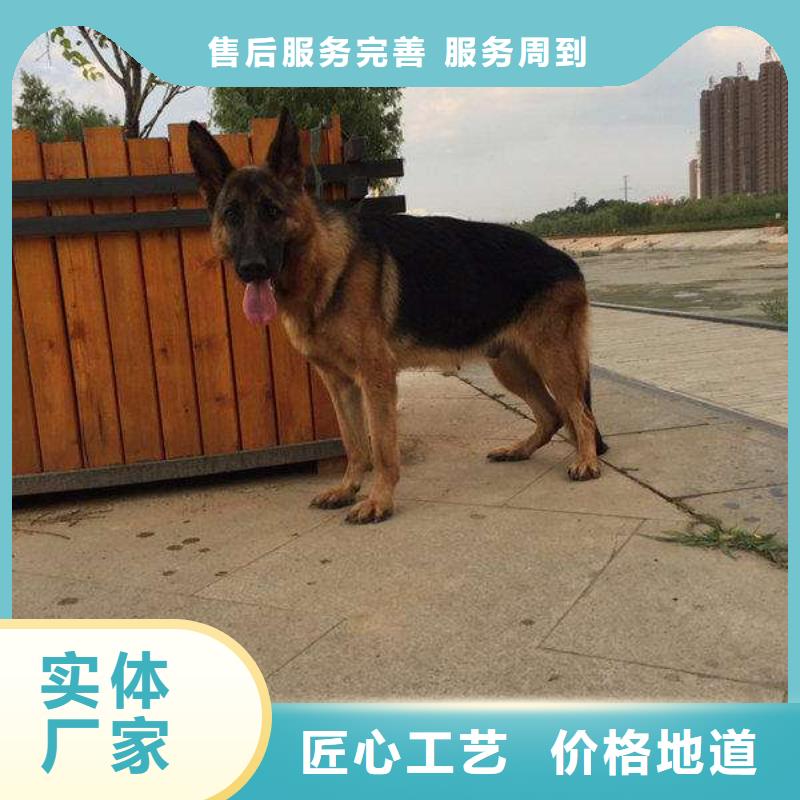 德国牧羊犬-比特犬产地货源