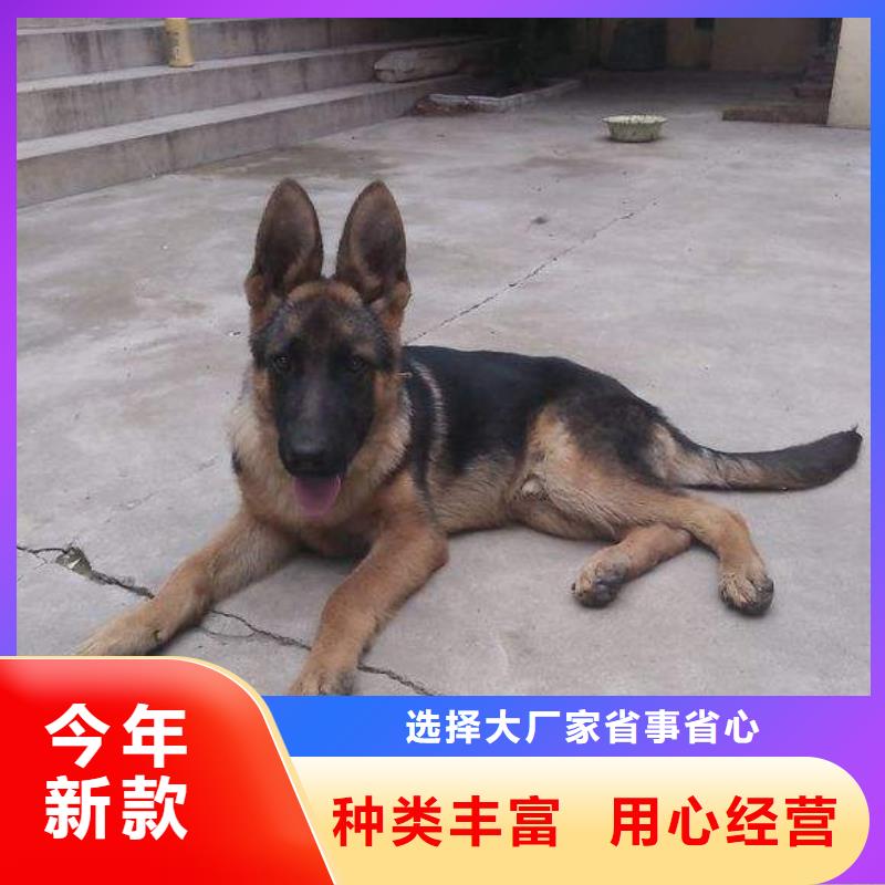 德国牧羊犬-比特犬产地货源