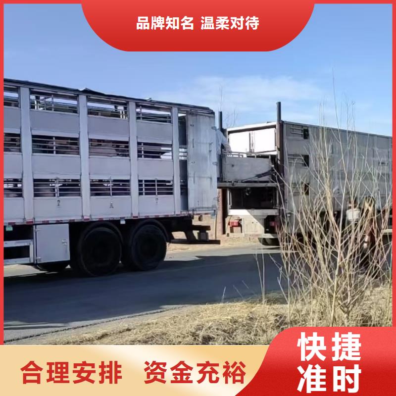 宿迁市到种猪空调车运输资金充裕