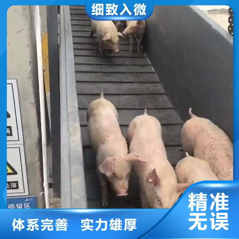 宿迁市到种猪空调车运输资金充裕
