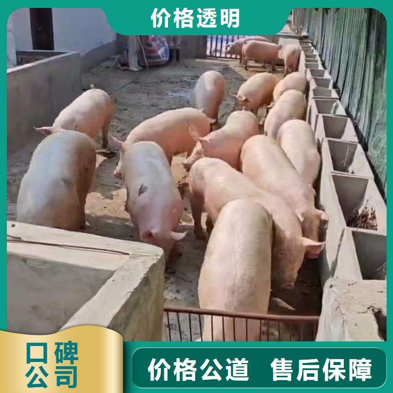 宿迁到猪只运输专用车-专用车护航